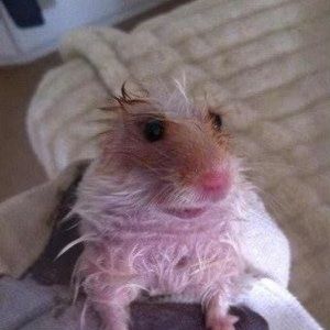 Meet your Posher, Cheyenne